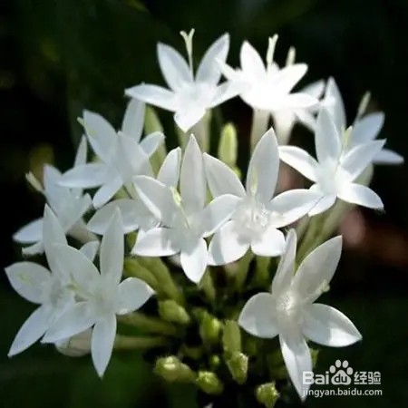 哪种植物不适合摆放卧室蚂蚁庄园
