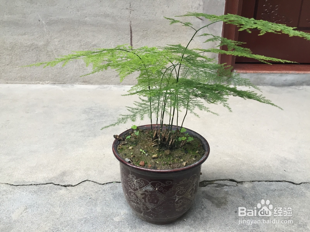 如何养好常见植物文竹