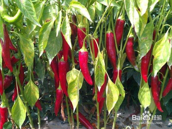 #过年#冬季防寒吃什么好