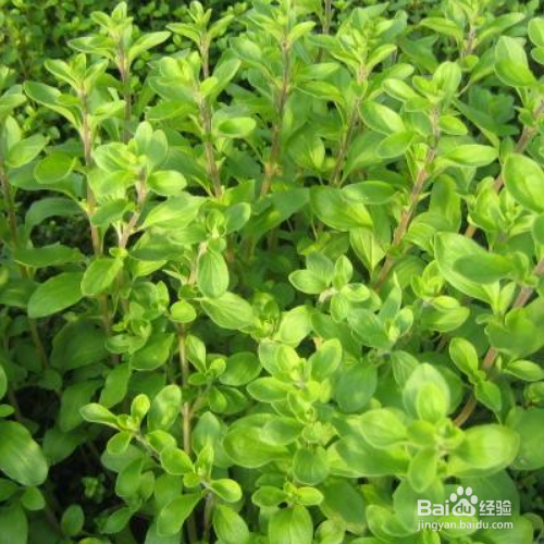 马约兰的培育方法和注意事项