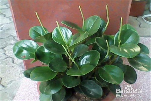 碧玉的养殖方法和注意事项有什么?