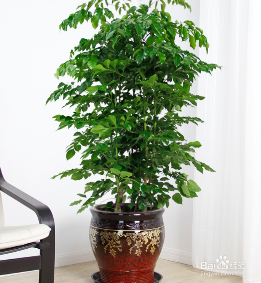 根少的幸福树怎么办