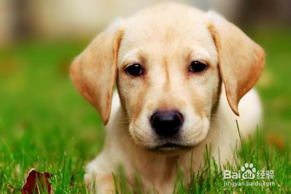 选择狗粮的六件事