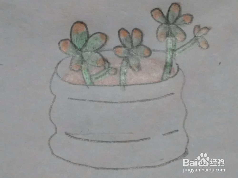 多肉 简笔画 绘画教程2