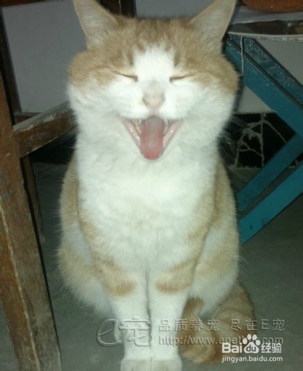 怎样给猫咪做营养餐
