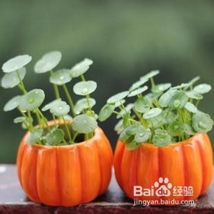 铜钱草的养殖方法和注意事项都有哪些？