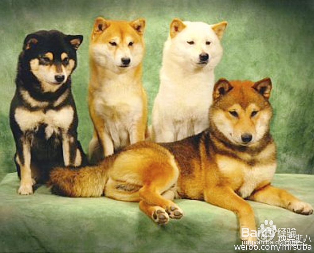 秋田犬和柴犬怎么区分