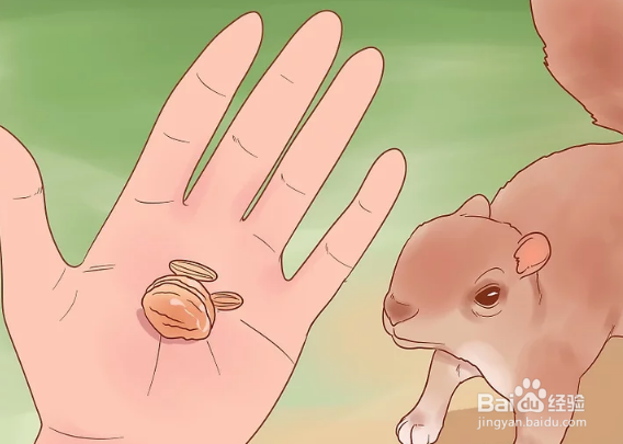 如何用手给松鼠喂食