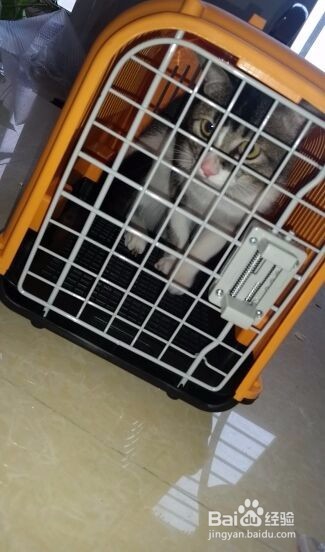 怎样带猫咪做绝育和术后护理