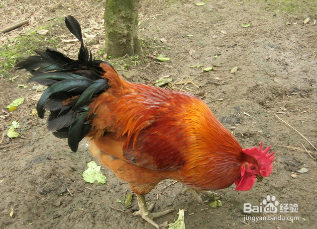 过年如何选择活鸡
