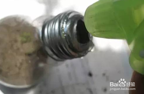 灯泡装饰（盆栽）