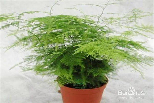 文竹的养殖方法和注意事项有哪些？