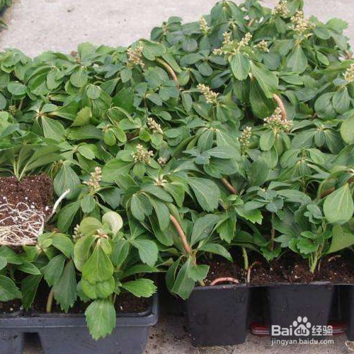 富贵草的养殖方法和注意事项