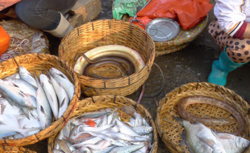 如何挑选新鲜的鱼呢?