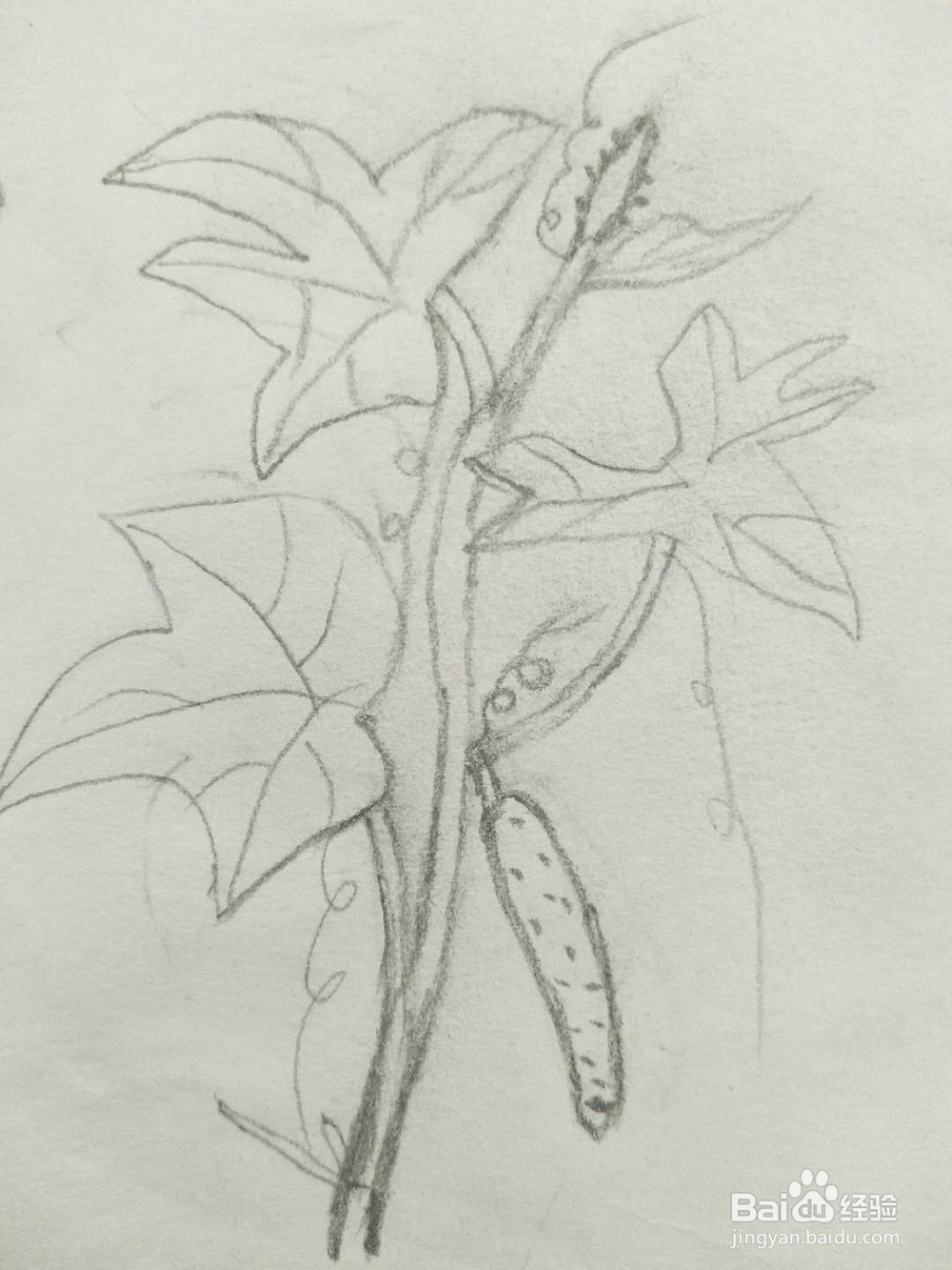 简笔画黄瓜怎么画呢