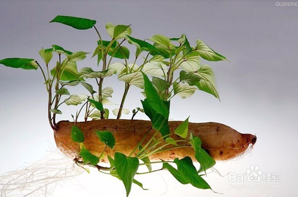 如何栽培地瓜红薯等根茎类植物盆景