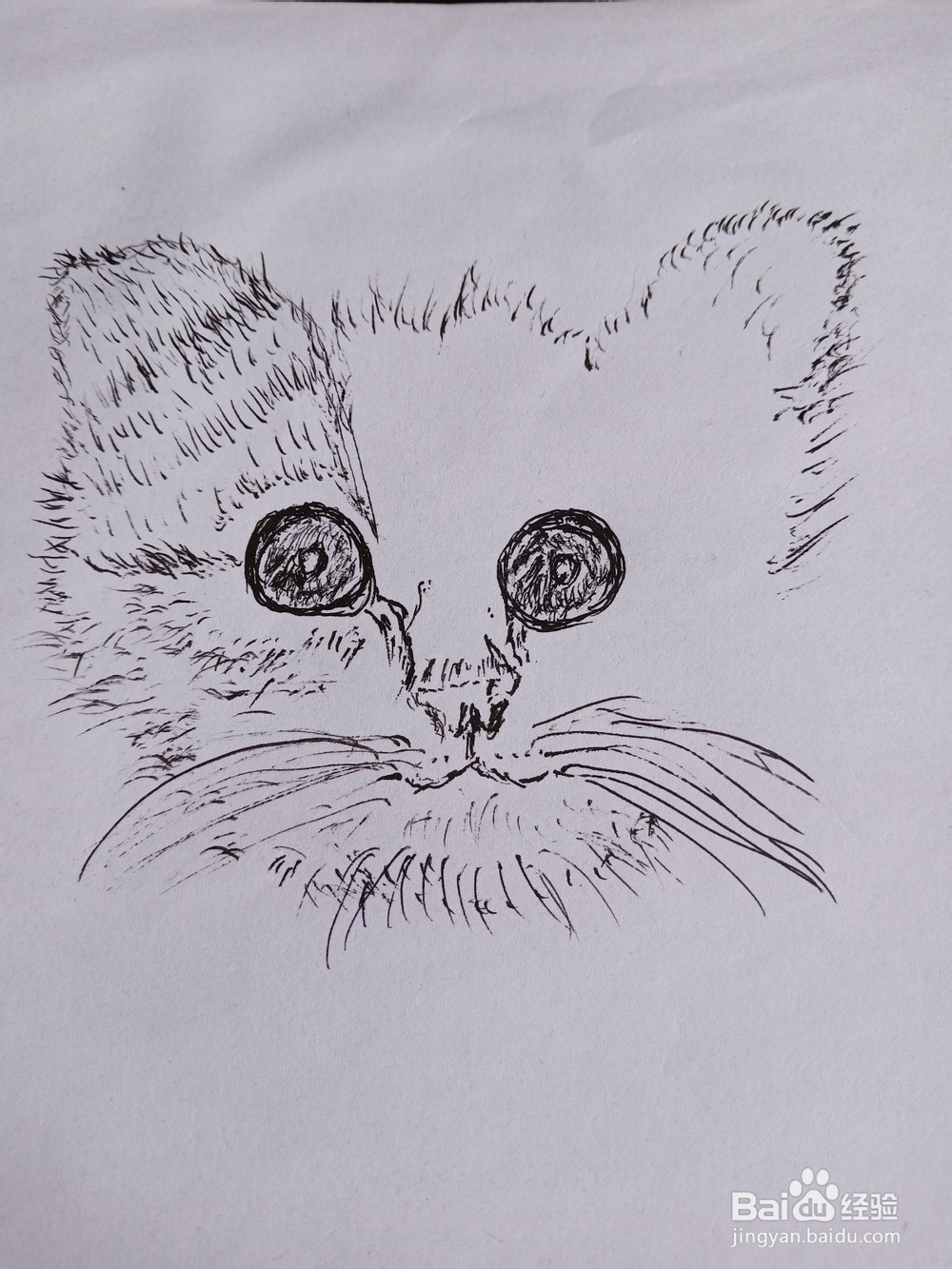 钢笔画猫的画法