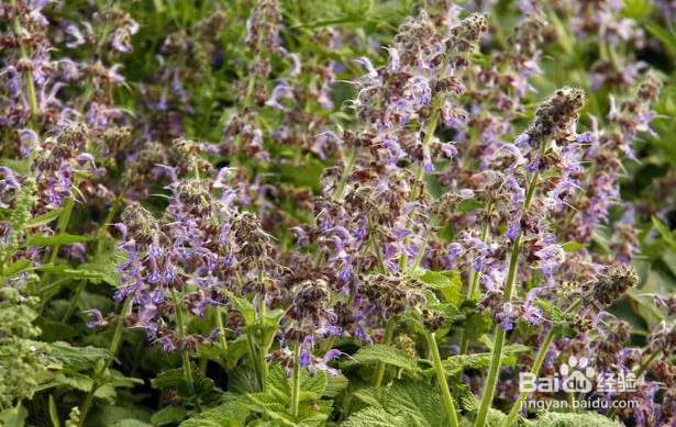 中药材天草丹参的种植方法和田间管理