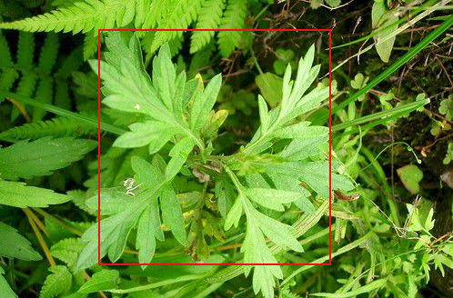 新鲜艾草如何识别