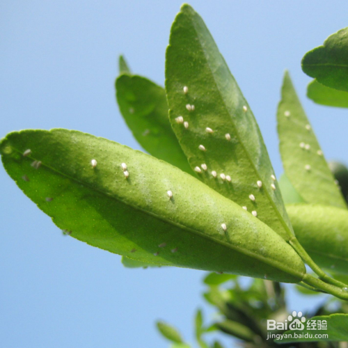 西府海棠的常见害虫及整治
