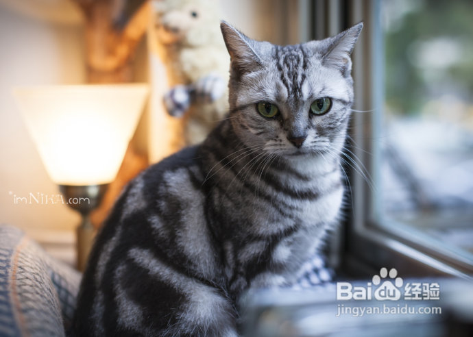 【台湾探店】复古混搭空间邂逅百变萌喵，自然醒咖啡公寓