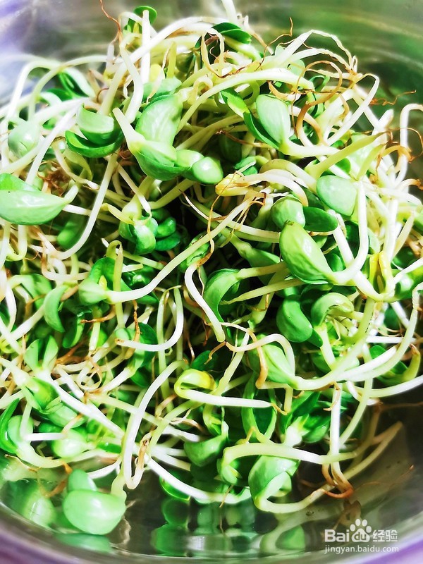 家常版爆炒豆苗