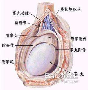 预防睾丸炎的日常饮食疗法 百度经验