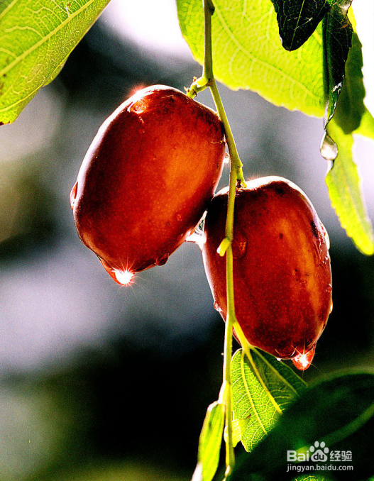 红枣的食用功效有哪些