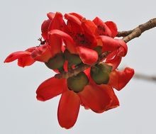 木棉花茶怎么做