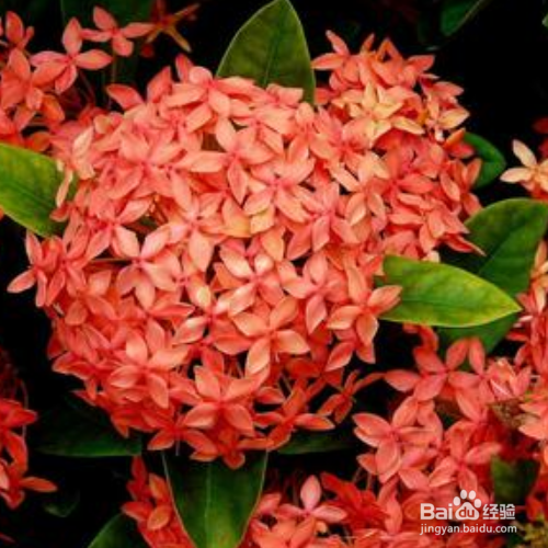 仙丹花不开花应该怎么办？