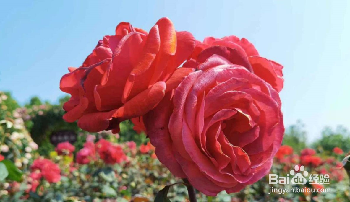 怎么谈恋爱才能长久下去,如何谈恋爱呢?