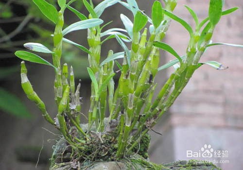 家中如何扦插石斛条