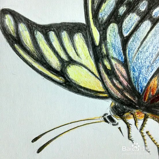 蝴蝶的画法-彩铅手绘
