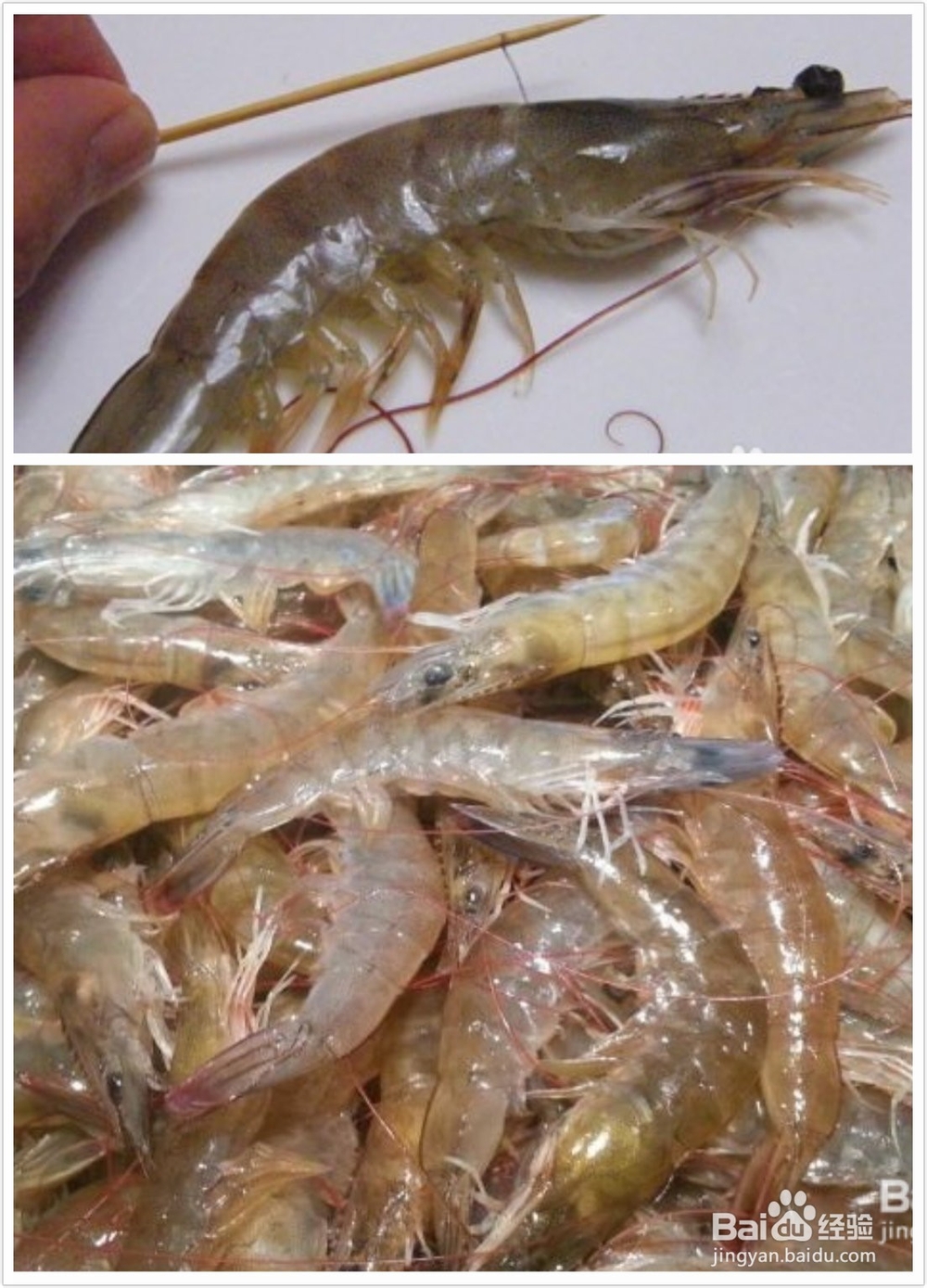 香辣虾的做法大全