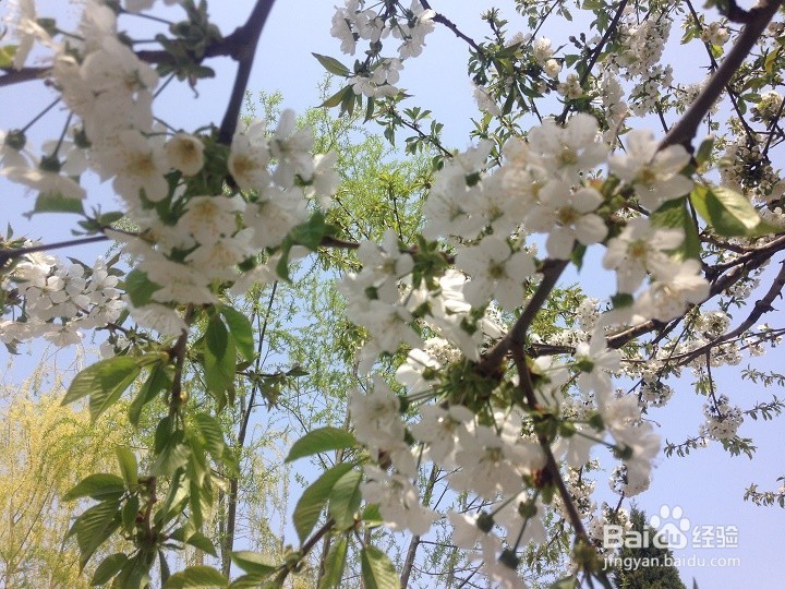 怎样用智能手机将植物花拍出一幅画