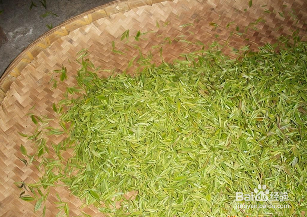 怎样识别毛尖茶真假