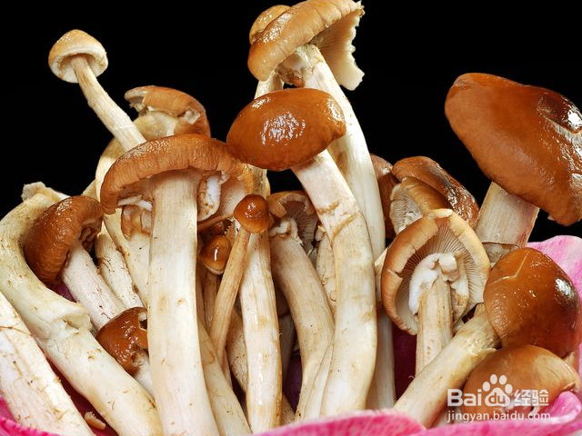 哪些菌类适合冬天种植？