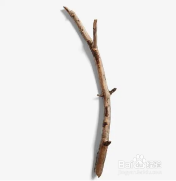 向日葵怎么养在花瓶