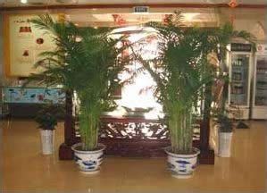 室内绿化设计让生活绿意盎然