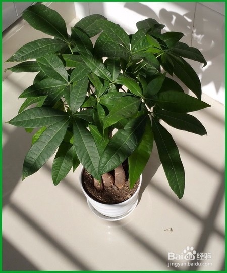 发财树的养殖方法及注意事项