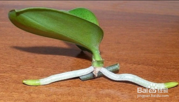 蝴蝶兰剪下来的茎怎么扦插