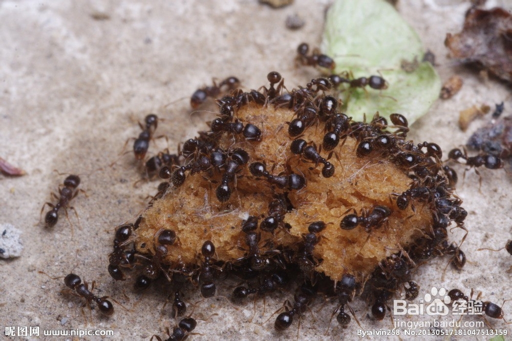 怎样能消灭蚂蚁