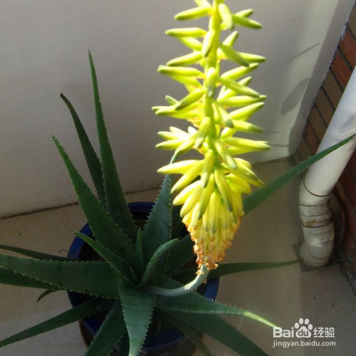 芦荟开花后会死吗？
