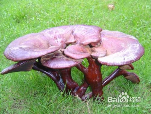 灵芝的食用方法