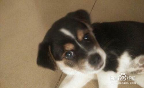 小奶狗不吃东西怎么办