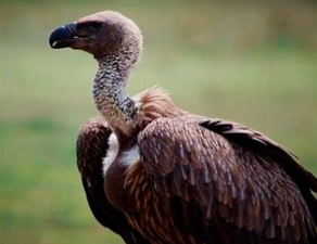 动物的分类方法有几种