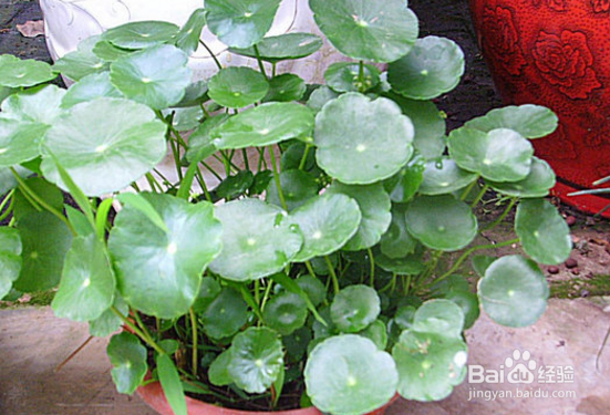 怎么水养鲜花？