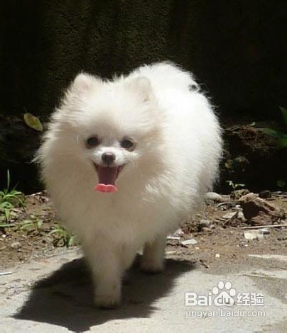 狗狗是否适合外出或旅行？