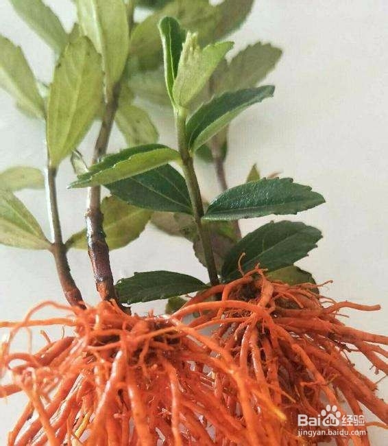 静脉曲张如何调理能好,需要多久能好