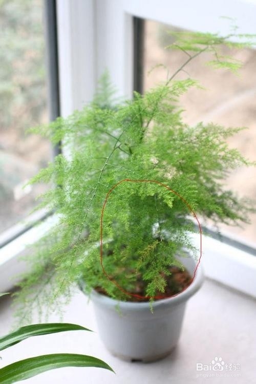 文竹叶子枯黄怎么办？